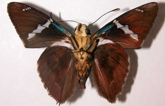 Figura 10. Adulto de <i>Telegonus audax</i> (Hesperiidae), macho vista ventral, localidad Finca Araya Sector El Hacha ACG (295m). Voucher: 02-SRNP-29798-DHJ34683.jpg.