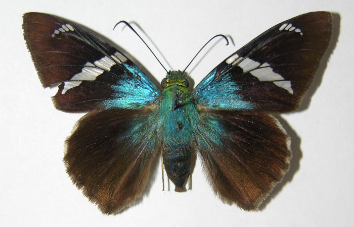 Figura 1. Adulto de <i>Telegonus audax</i> (Hesperiidae), hembra vista dorsal, localidad Estación Gongora Sector Cacao ACG (570m). Voucher: 04-SRNP-46734-DHJ341186.jpg.