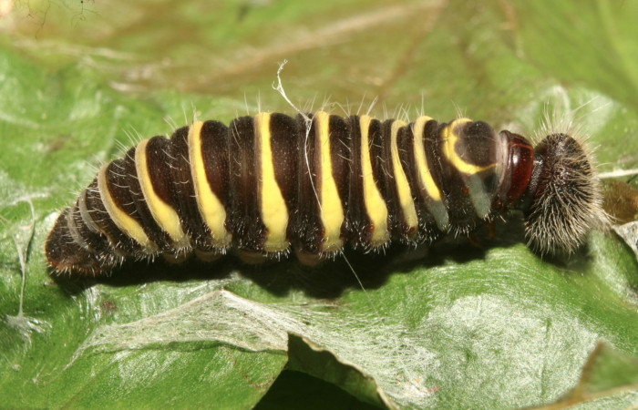Figura 7. Larva <i>Telegonus audax</i> (Hesperiidae), en estado de prepupa vista lateral, localidad Medrano Estación Biológica Quica Sector Pitilla ACG (380m). Voucher: 13-SRNP-71485-DHJ703114.jpg.