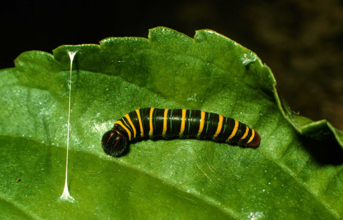 Figura 4. Larva <i>Telegonus audax</i> (Hesperiidae), tercer estadío (PPU) vista dorsal, localidad Quebrada San Pancho Sector Horizontes ACG (90m). Voucher: 97-SRNP-9603-DHJ43807.jpg.
