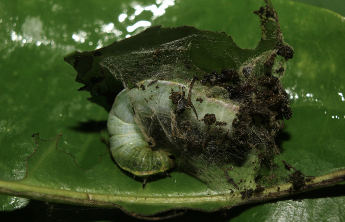 Figura 6. Larva <i>Hypocala andremona</i> (Erebidae), en último estadío (U), mostrando casa de seda donde viven, localidad Medrano (380m). Voucher: 14-SRNP-71307-DHJ723453.jpg.