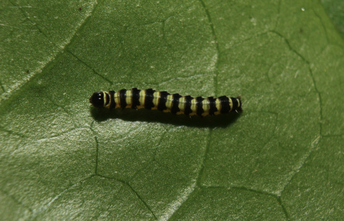 Figura 2. Larva <i>Hypocala andremona</i> (Erebidae), en primer estadío (PPPU), mostrando parte dorsal, localidad Medrano (380m). Voucher: 14-SRNP-71308-DHJ723462.jpg.