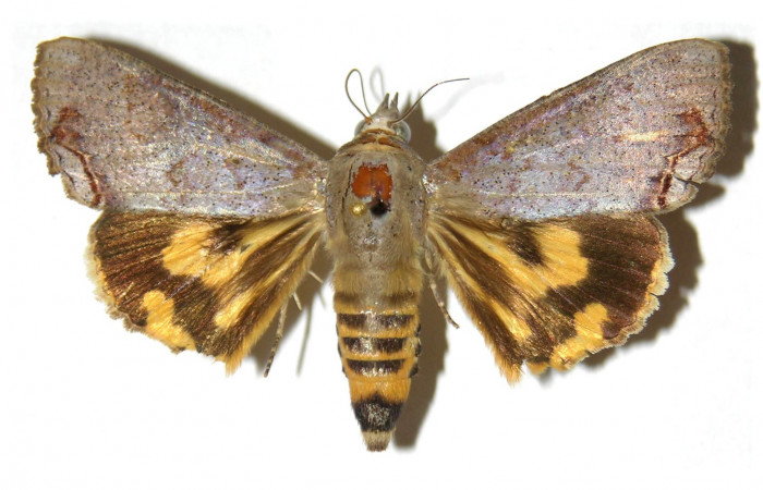 Figura 12. Adulto de <i>Hypocala andremona</i> (Erebidae), (Hembra) mostrando parte dorsal, localidad Estación Cacao (1150m). Voucher: 98-SRNP-3191-DHJ313824.jpg.