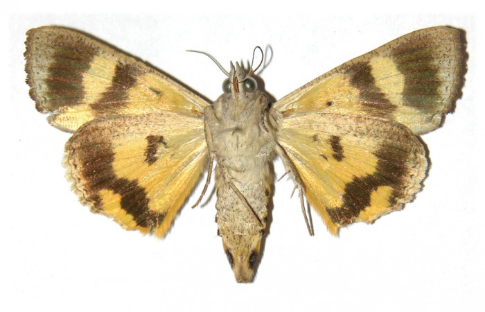 Figura 13. Adulto de <i>Hypocala andremona</i> (Erebidae), (Hembra) mostrando parte dorsal, localidad Estación Cacao (1150m). Voucher: 98-SRNP-3191-DHJ313825.jpg.