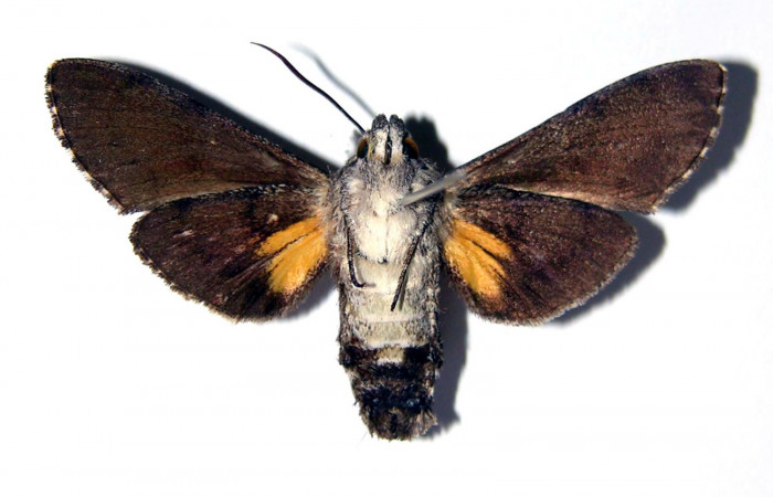 Fig. 02. Hembra de <i>Cautethia spuria</i> (Sphingidae). Vista ventral, 42mm de longitud. Voucher: 03-SRNP-14165-DHJ95535.jpg.