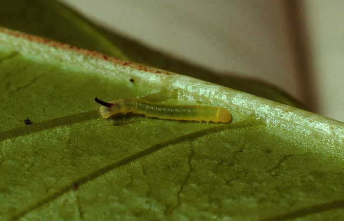 Fig. 08. Larva de <i>Cautethia spuria</i> (Sphingidae), primer estadío, 9mm de longitud. Voucher: 80-SRNP-230-DHJ1428.jpg.