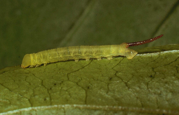 Fig. 09. Larva de <i>Cautethia spuria</i> (Sphingidae), tercer estadío, 15mm de longitud. Voucher: 80-SRNP-231-DHJ1430.jpg.