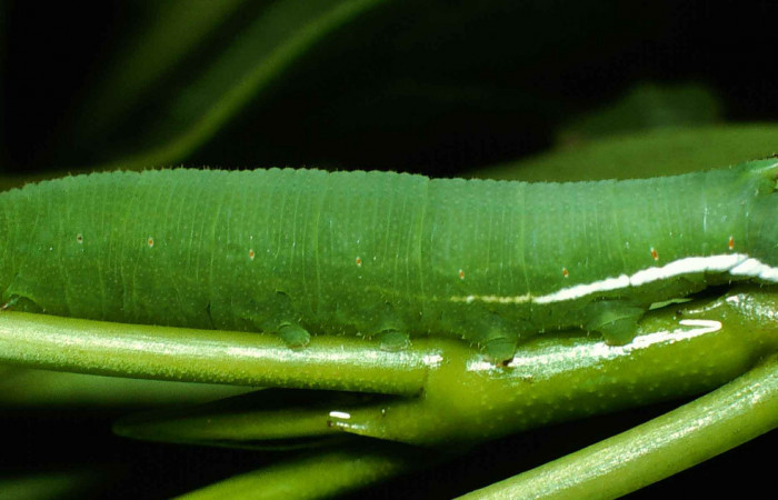 Fig. 11. Larva de <i>Cautethia spuria</i> (Sphingidae), penúltimo estadío, 20mm de longitud, vista lateral. Voucher: 99-SRNP-1055-DHJ50387.jpg.