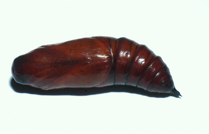 Fig.15. Pupa de <i>Cautethia spuria</i> (Sphingidae), 29mm de longitud, vista ventral. Voucher: 02-SRNP-11779-DHJ68032.jpg.