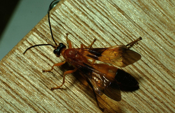 Fig.18. Avispa Icneumonidae del género <i>Mokajoppa</i>, parásita de <i>Cautethia spuria</i> (Sphingidae). Voucher: 87-SRNP-481-DHJ9766.jpg.