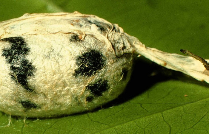 Fig.19. Capullo de Ichneumonidae, <i>Cryptophion espinozai</i> parásito de <i>Cautethia spuria</i> (Sphingidae). Voucher: 98-SRNP-3206-DHJ44681.jpg.