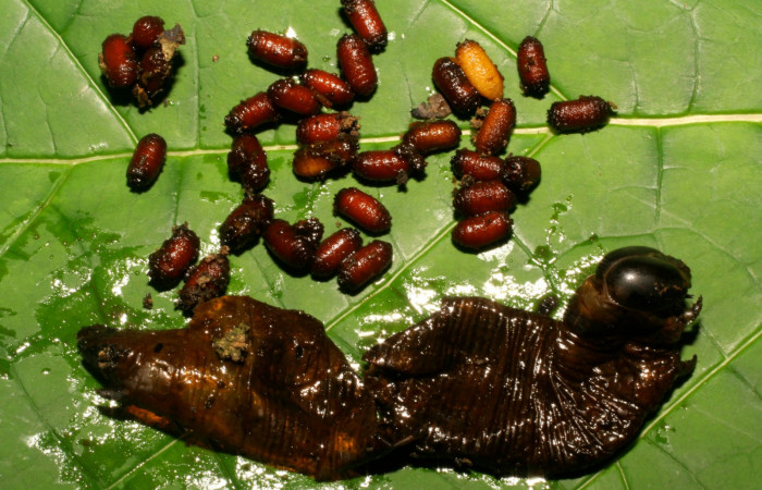 Fig.20. Puparios de Diptera, <i>Drino piceiventris</i>, parásitos en Sphingidae <i>Pachylia ficus</i> también parasita a <i>Cautethia spuria</i> (Sphingidae). Voucher: 08-SRNP-40099-DHJ435876.jpg.