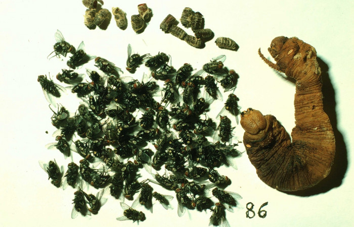 Fig.21. Cadáver de <i>Manduca rustica</i> y adultos de Tachinidae, <i>Drino piceiventris</i>  una vez eclosionados. Voucher: 97-SRNP-2370-DHJ41796.jpg.