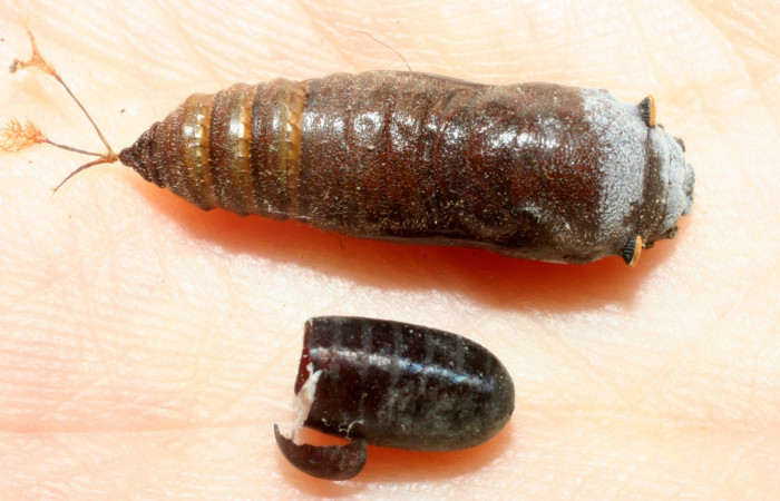 Fig.22. Muda de pupa de Hesperiidae <i>Polyctor cleta</i> y pupario de Tachinidae, <i>Hyphantrophaga virilis</i>, también parasita a <i>Cautethia spuria</i> (Sphingidae). Voucher: 08-SRNP-351-DHJ453068.jpg.