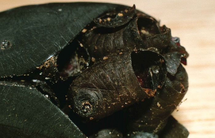 Fig.23. Pupario de Diptera, del género <i>Belvosia</i>, en este caso dentro de pupa de Saturniidae <i>Automeris postalbida</i>. También parásita a <i>Cautethia spuria</i> (Sphingidae). Voucher: 99-SRNP-4978-DHJ54300.jpg.