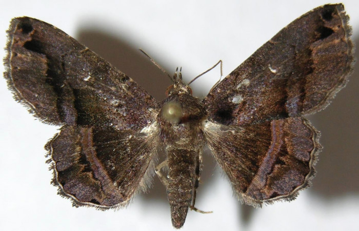 Figura 1. Adulto de Helia argentipes (Erebidae). Vista dorsal, 24 mm. Voucher: 07-SRNP-34159-DHJ388688.jpg.