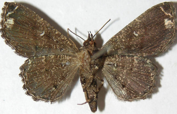 Figura 2. Adulto de Helia argentipes (Erebidae). Vista ventral, 24 mm. Voucher: 07-SRNP-34159-DHJ388689.jpg.