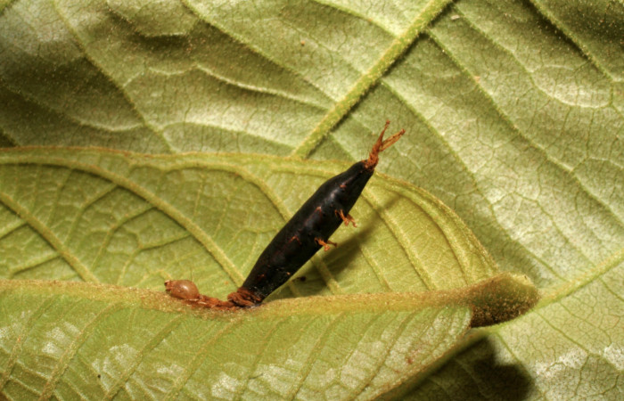 Figura 14. Larva de Helia argentipes (Erebidae). Vista lateral de parásito Braconidae, subfamilia Rogadinae, Aleiodes cameroniiDHJ03. Foto: 13 Noviembre 2007.  Voucher: 07-SRNP-42751-DHJ434852.jpg.