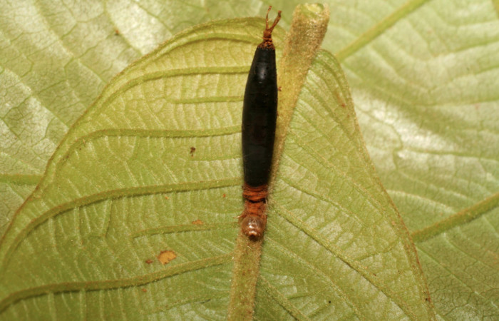 Figura 15. Larva de Helia argentipes (Erebidae). Vista dorsal de parásito Braconidae, subfamilia Rogadinae, Aleiodes cameroniiDHJ03. Foto: 13 Noviembre 2007.  Voucher: 07-SRNP-42751-DHJ434853.jpg.