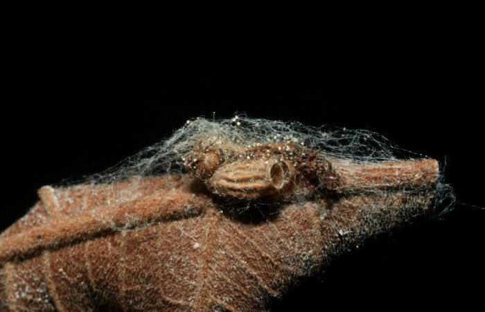 Figura 20. Larva de Helia argentipes (Erebidae). Capullo por donde salió parásito. Braconidae, subfamilia Microgastrinae, Snellenius sandyknappae. Foto: 04 Agosto 2009.  Voucher: 07-SRNP-65747-DHJ462184.jpg.