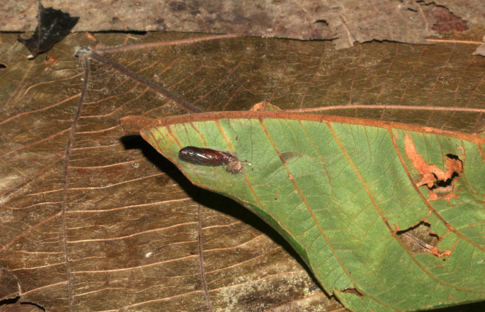 Figura 11. Pupa Helia argentipes (Erebidae), pupa lateral, 14 mm. Foto: 22/Julio/2019. Voucher: 19-SRNP-30979-DHJ765418.jpg.