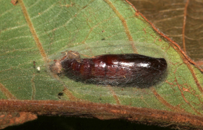 Figura 13. Pupa Helia argentipes (Erebidae), pupa dorsal, 14 mm. Foto: 22/Julio/2019. Voucher: 19-SRNP-30979-DHJ765420.jpg.