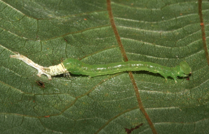 Figura 3. Larva Helia argentipes (Erebidae), vista lateral, penultimo estadío, 25 mm. Foto: 15/Julio/2019. Voucher: 19-SRNP-30981-DHJ765423.jpg.
