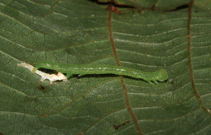 Figura 4. Larva Helia argentipes (Erebidae), vista lateral, penultimo estadío, 25 mm. Foto: 15/Julio/2019. Voucher: 19-SRNP-30981-DHJ765426.jpg.