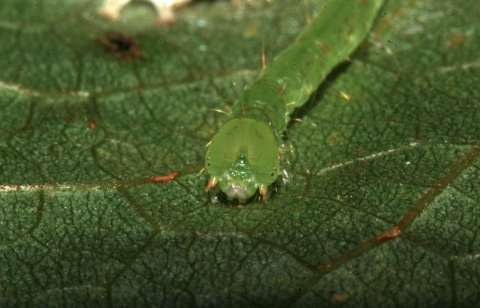 Figura 6. Larva Helia argentipes (Erebidae), cabeza de frente, penultimo estadío, 25 mm. Foto: 15/Julio/2019. Voucher: 19-SRNP-30981-DHJ765429.jpg.