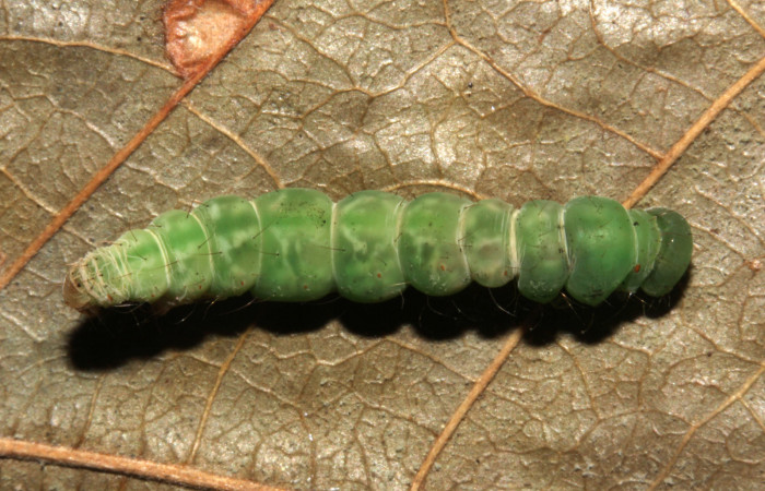 Figura 8. Prepupa  Helia argentipes (Erebidae), vista dorsal, 17 mm. Foto: 22/Julio/2019. Voucher: 19-SRNP-30981-DHJ765434.jpg.