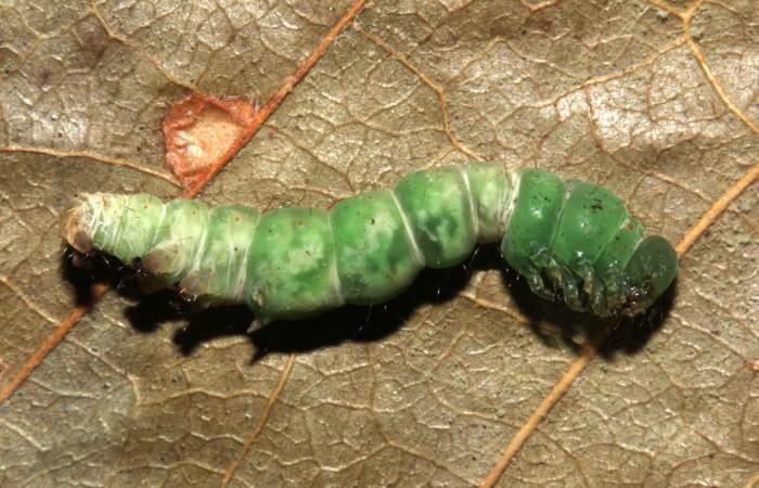 Figura 9. Prepupa  Helia argentipes (Erebidae), vista lateral, 17 mm. Foto: 22/Julio/2019. Voucher: 19-SRNP-30981-DHJ765435.jpg.