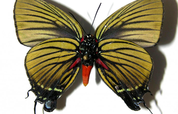 Fig. 2 Vista ventral de Atlides polybe (Lycaenidae). (05-SRNP-60212-DHJ331669.jpg)