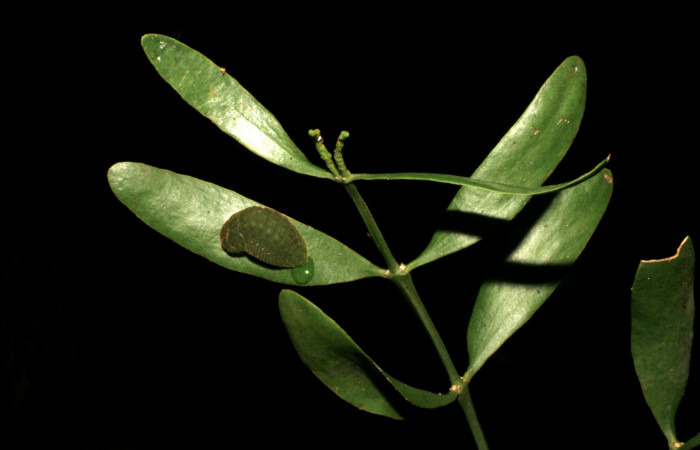 Fig. 4 Vista dorsal de la oruga de Atlides polybe (Lycaenidae). Caminando sobre las hojas de una ramita de Phoradendron quadrangulare (Viscaceae) 18 de Agosto del 2005. Area Administrativa, Sector Santa Rosa. (05-SRNP-60209-DHJ408801.jpg)