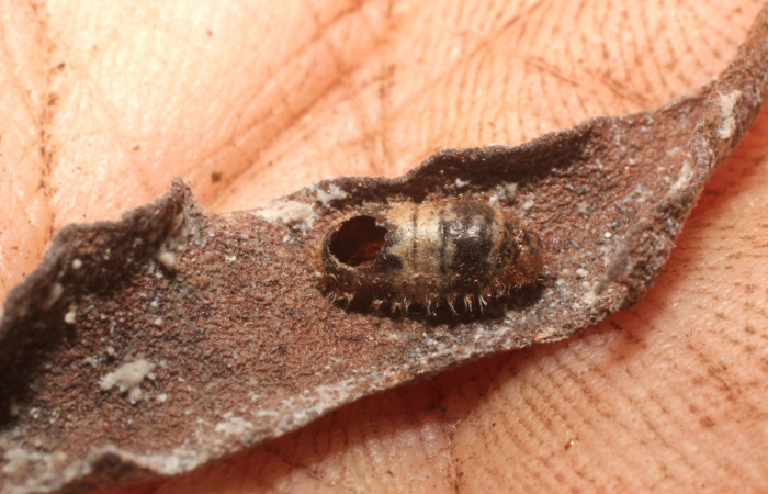 Fig. 6 Capullo vacío de Hyposoter Janzen24 (Ichneumonidae). 02 de Abril del 2014. Sendero Arenales, Sector Cacao (10-SRNP-36691-DHJ800211.jpg)