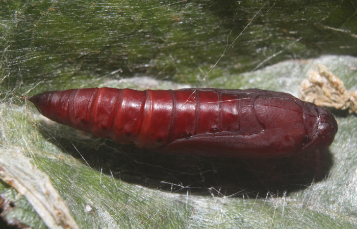 Fig. 11 Pupa <i>Pilocrocis xanthozonalis</i>, aqui ya esta formada la pupa es de color café rojizo con puntos negros que con sus espiráculos al costado. Voucher: 18-SRNP-70985-DHJ742586.jpg.