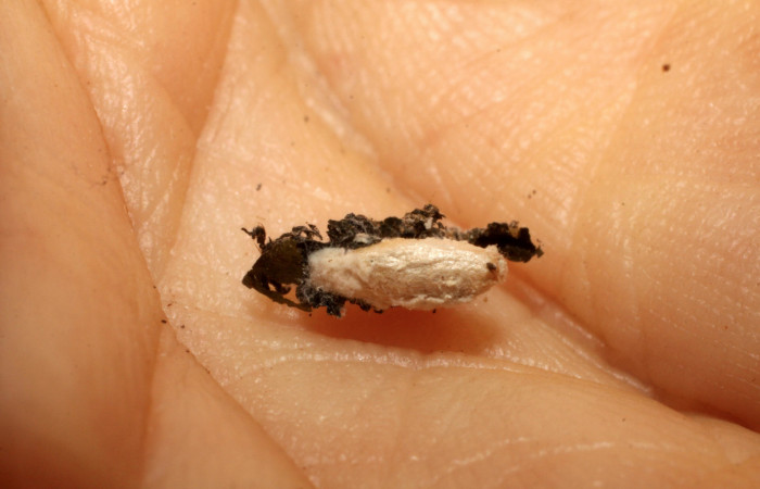 Fig. 12 Capullo de <i>Pilocrocis ramentalis</i>, Braconidae <i>Apanteles ronaldcastroi</i>. Voucher: 09-SRNP-6358-DHJ476360.jpg.