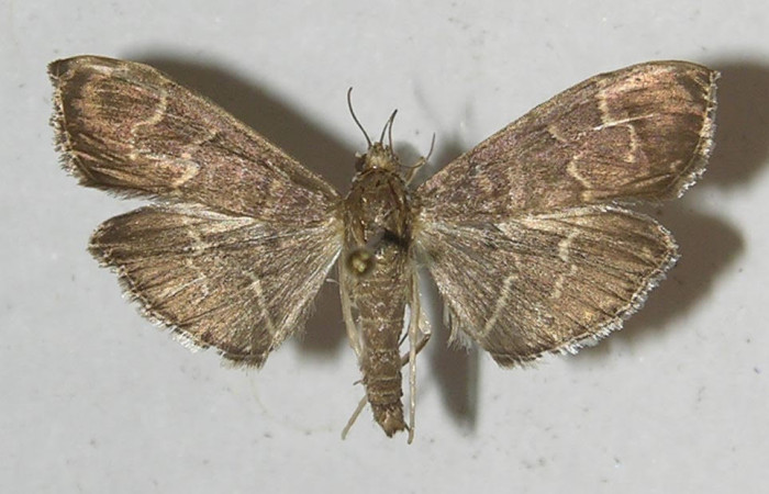 Fig.1 Adulto <i>Pilocrocis ramentalis</i>, mostrando la parte dorsal.Voucher: 11-SRNP-55906-DHJ552740.