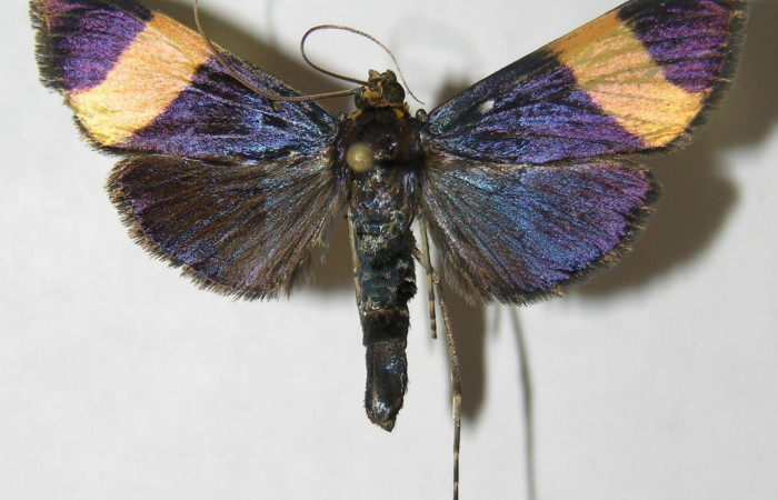 Fig. 3 Adulto <i>Pilocrocis xanthozonalis</i>, mostrando la parte dorsal.Voucher: 08-SRNP-66108-DHJ502508 .