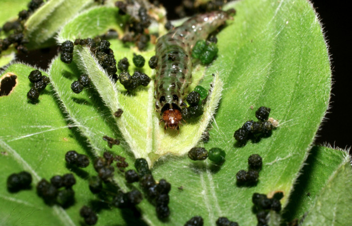 Fig. 6 Larva <i>Pilocrocis ramentalis</i>, mostrando cabeza. Voucher: 10-SRNP-55756-DHJ473308.jpg.