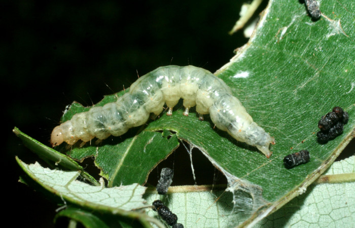 Fig. 7 Larva <i>Pilocrocis xanthozonalis</i>, mostrando la parte lateral entero Voucher: 09-SRNP-71801-DHJ465327.jpg.