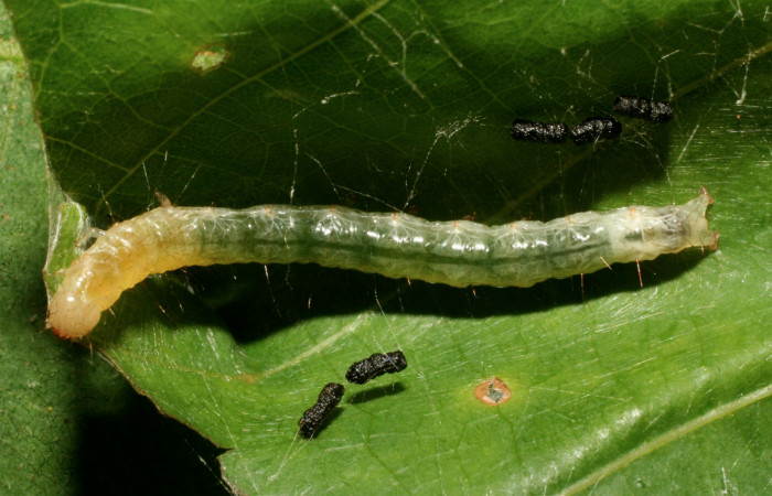 Fig. 8 Larva <i>Pilocrocis xanthozonalis</i>, mostrando la parte dorsal entero. Voucher: 09-SRNP-72459-DHJ465501.jpg.