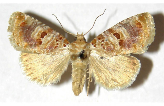 Fig.1 Vista dorsal macho <i>Diastema tigris</i> (Noctuidae) eclosionó 11 Abril 1997, Sector Horizontes, Bejuco, 180mts. (97-SRNP-9723-DHJ315818.jpg.).