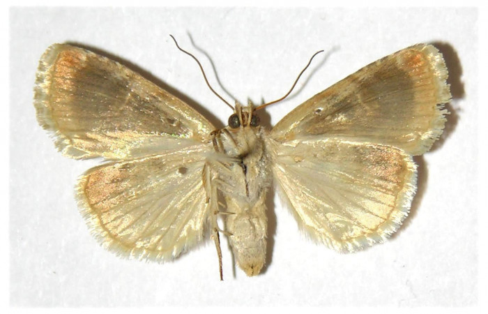 Fig.2 Vista ventral macho <i>Diastema tigris</i> (Noctuidae) eclosionó 11 Abril 1997, Sector Horizontes, Bejuco, 180mts. (97-SRNP-9723-DHJ315819.jpg.).