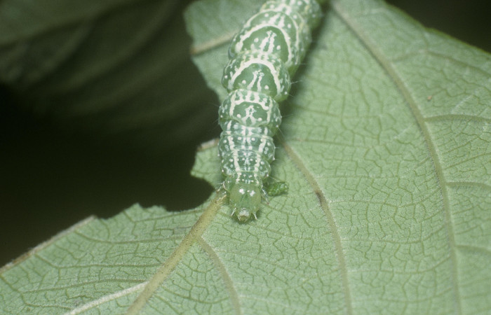 Fig.6 Vista frontal <i> Diastema tigris</i> (Noctuidae) en último estadio, 01 de Enero 2015, Estación Pitilla, Pasmompa, 440mts.(05-SRNP-30121-DHJ88483.jpg)