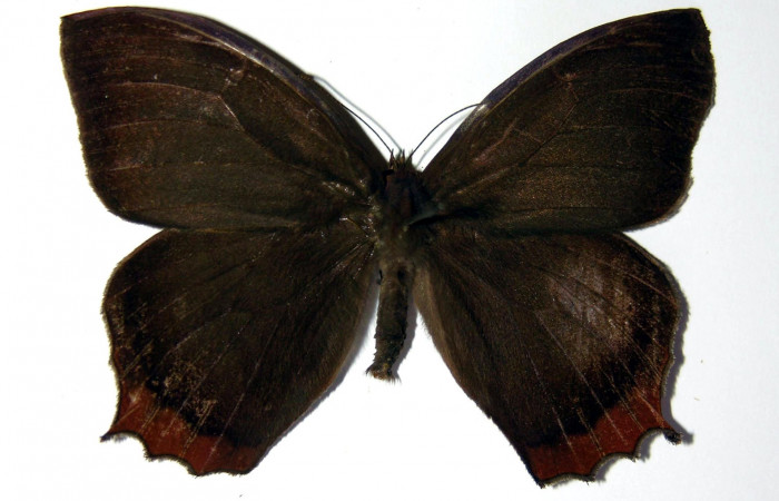 Figura 10. Adulto de <i>Taygetis rufomarginata</i> (Nymphalidae), macho vista dorsal, localidad Pasmompa, Sector Pitilla ACG (440m). Voucher: 03-SRNP-21366-DHJ98348.jpg.