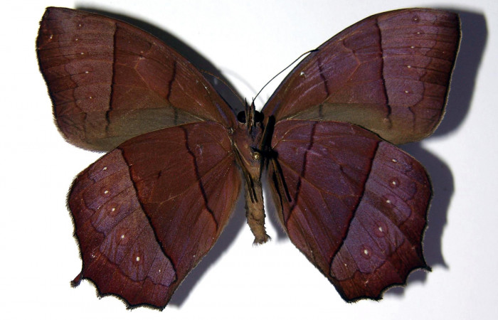 Figura 11. Adulto de <i>Taygetis rufomarginata</i> (Nymphalidae), macho vista ventral, localidad Pasmompa, Sector Pitilla ACG (440m). Voucher: 03-SRNP-21366-DHJ98349.jpg.