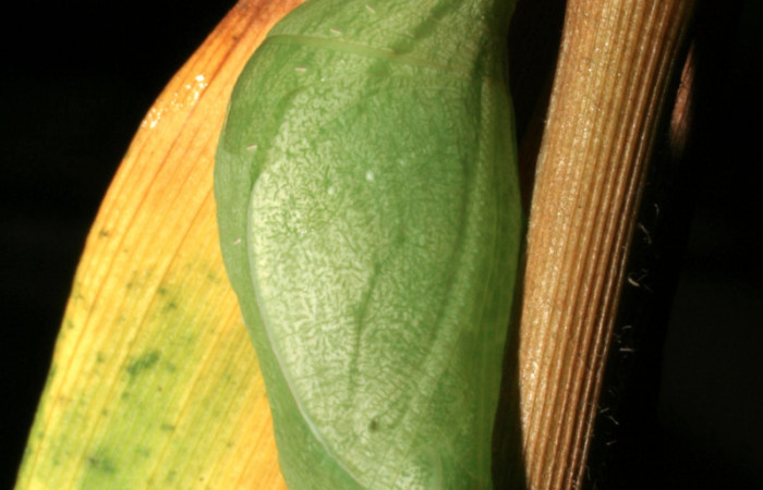 Figura 6. Pupa de <i>Taygetis rufomarginata</i> (Nymphalidae), vista lateral, localidad Sendero Huerta, Sector San Cristóbal ACG (527m). Voucher: 05-SRNP-4623-DHJ403007.jpg.