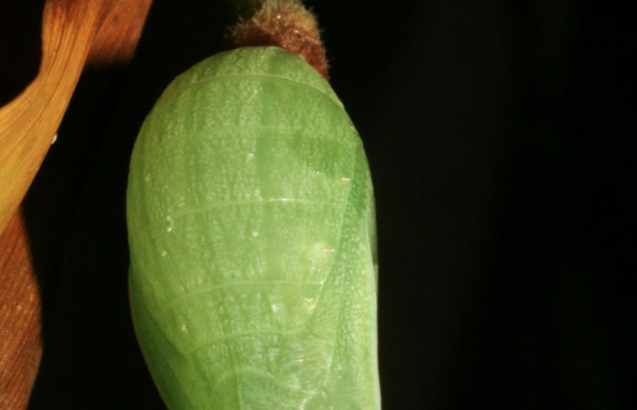 Figura 7. Pupa de <i>Taygetis rufomarginata</i> (Nymphalidae), vista dorsal, localidad Sendero Huerta, Sector San Cristóbal (527m). Voucher: 05-SRNP-4623-DHJ403008.jpg.