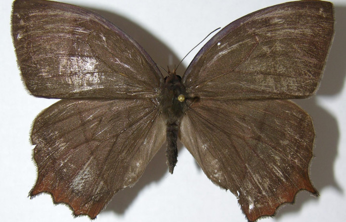 Figura 1. Adulto de <i>Taygetis rufomarginata</i> (Nymphalidae), vista dorsal, localidad Sendero Huerta, Sector San Cristóbal ACG (527m). Voucher: 07-SRNP-2416-DHJ373764.jpg.