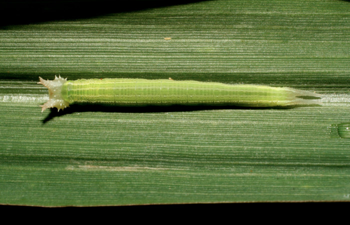 Figura 2. Larva <i>Taygetis rufomarginata</i> (Nymphalidae), tercer estadío (PPU) vista dorsal, localidad Pasmompa, Sector Pitilla ACG (440m). Voucher: 08-SRNP-32729-DHJ449136.jpg.